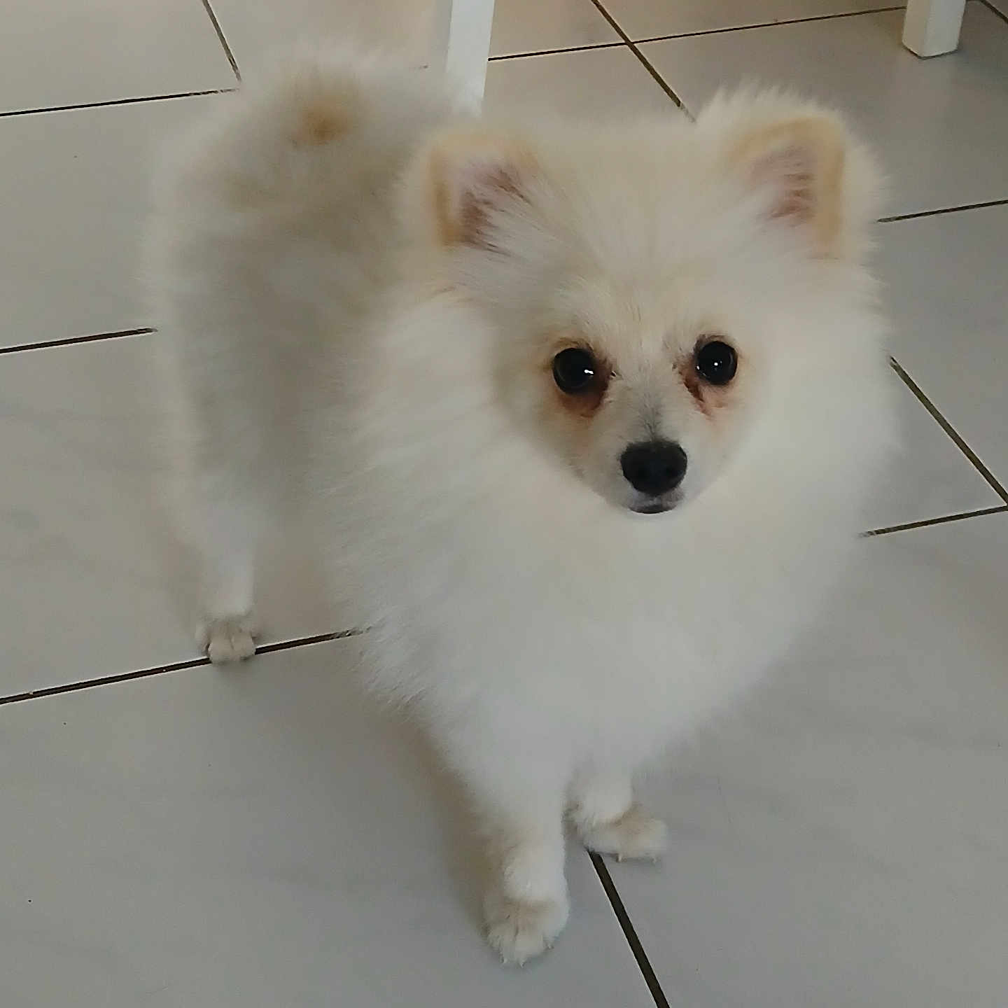 Appy a rejoint le concours — aidez-le/la à gagner de superbes lots ! animal, companion, curious, cute, dog, domestic, ears, face, floor, fluffy, fur, indoor, paw, pet, pomeranian, small_dog, standing, tail, tile, white