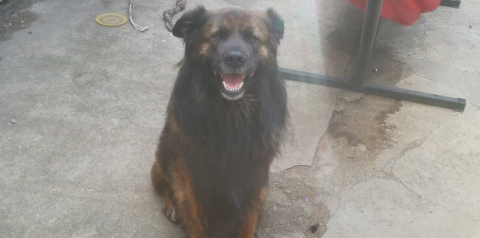 Carbone a rejoint le concours — aidez-le/la à gagner de superbes lots ! canidae, carnivore, dog, dog_breed, mammal, snout, sporting_group, street_dog