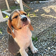 Virgule participe au concours pour gagner de l'argent avec cette photo : puppy, beagle, dog, outdoor, sunlight, pebbles, garden, plastic_chair, pet, young, sitting, cute, animal, nature, relaxed, daylight, small, fur, ears, nose