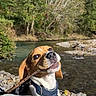 Virgule a rejoint le concours — aidez-le/la à gagner de superbes lots ! dog, beagle, stick, river, rocks, water, trees, nature, outdoor, sunlight, canine, pet, playing, happy, animal, forest, smiling, collar, daytime, landscape