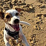 dog, small_dog, happy, jumping, sand, beach, outdoor, sunlight, paw_prints, playful, canine, pet, animal, white_dog, brown_patches, harness, excited, energetic, closeup, daytime
