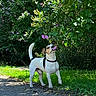 dog, animal, outdoor, nature, flower, greenery, bush, grass, sunlight, path, pet, canine, playful, sniffing, summer, leaf, collar, walking, small_dog, park