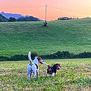 Moby participe au concours pour gagner de l'argent avec cette photo : dog, field, grass, sunset, outdoor, nature, animal, greenery, sky, pet, playful, countryside, two_dogs, landscape, walking, sunset_sky, scenic, open_space, happy, daylight