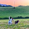 dog, field, grass, sunset, outdoor, nature, animal, greenery, sky, pet, playful, countryside, two_dogs, landscape, walking, sunset_sky, scenic, open_space, happy, daylight