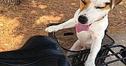 Moby a rejoint le concours — aidez-le/la à gagner de superbes lots ! dog, bicycle, bike_basket, outdoor, park, tree, sunlight, pet, animal, tongue_out, white_dog, brown_spots, happy, summer, nature, grass, road, metal, wheel, seat