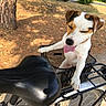 dog, bicycle, bike_basket, outdoor, park, tree, sunlight, pet, animal, tongue_out, white_dog, brown_spots, happy, summer, nature, grass, road, metal, wheel, seat