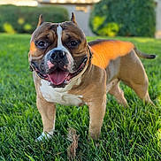 Deebo is registered to the contest to win money with this photo: dog, bulldog, pet, grass, tongue_out, happy, portrait, outdoor, green_lawn, close_up, brindle, muscular, paws, collar, ears, sunny, backyard, shallow_depth_of_field, drooling, animal_face