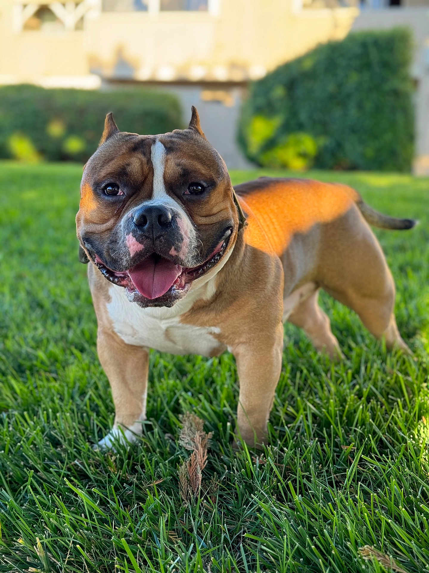 Deebo is registered to the contest to win money with this photo: dog, bulldog, pet, grass, tongue_out, happy, portrait, outdoor, green_lawn, close_up, brindle, muscular, paws, collar, ears, sunny, backyard, shallow_depth_of_field, drooling, animal_face