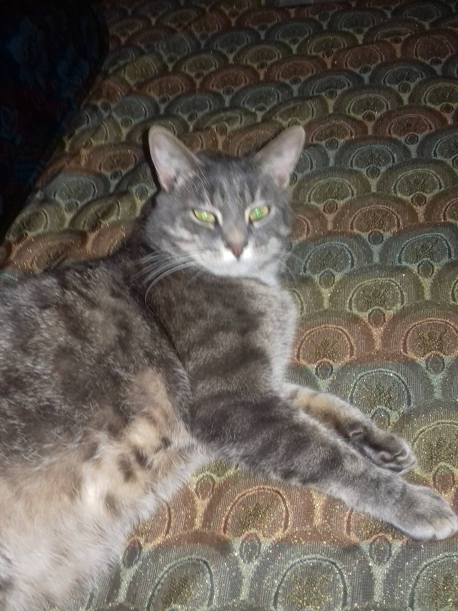 Grizouille Animal Chat