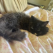 Georgie joined the competition — help win amazing prizes! cat, black_cat, fluffy, curled_up, bedspread, floral_pattern, indoor, cozy, resting, feline, pet, animal, soft_light, blue_eyes, fur, relaxed, laying_down, domestic_cat, cute, sleepy