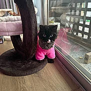 Georgie joined the competition — help win amazing prizes! animal, black_cat, cat, cat_tree, cozy, curious, cute, domestic_cat, feline, furry, glass_door, house, indoor, looking, pet, pink_outfit, reflection, sitting, small, wooden_floor