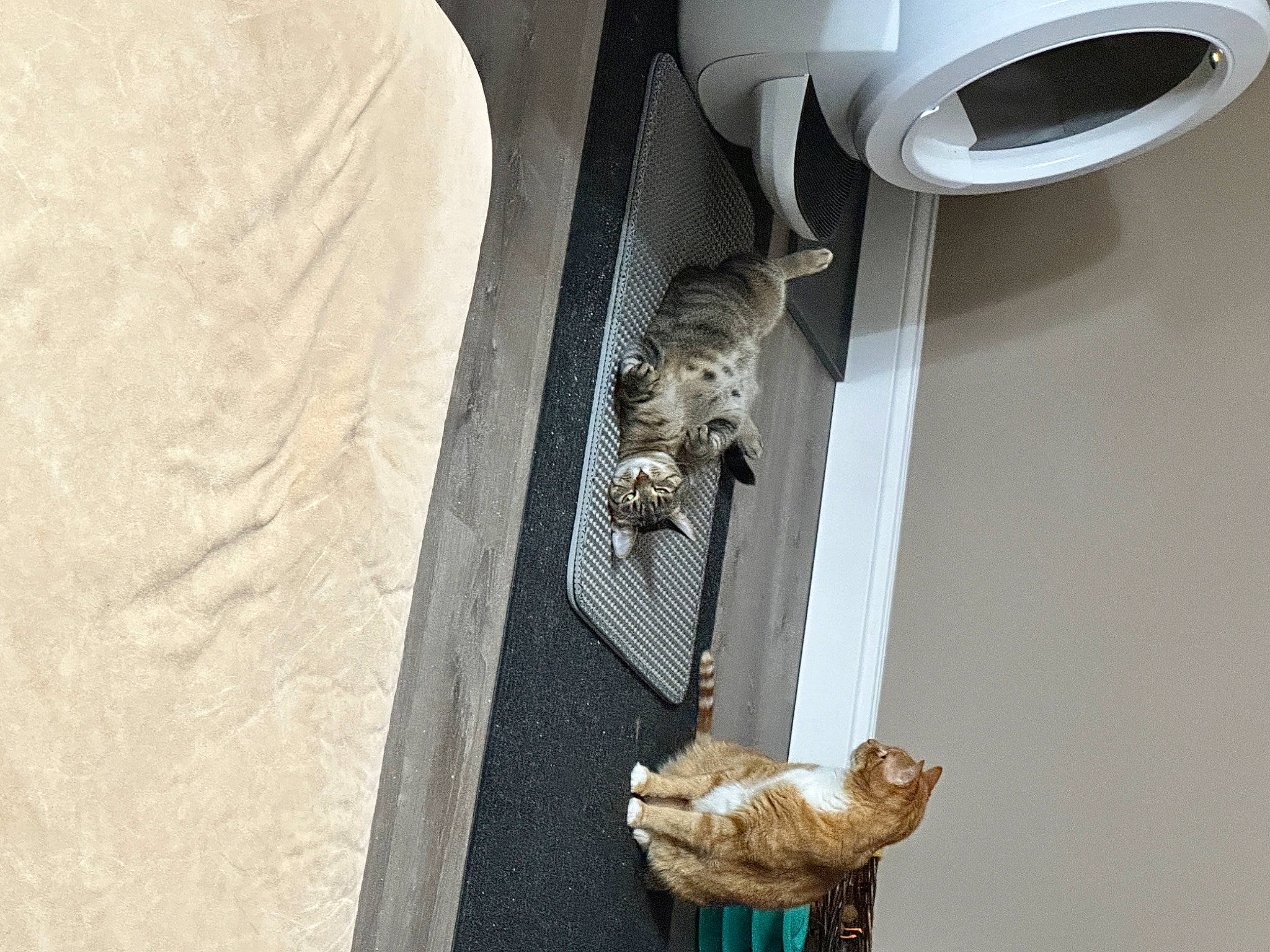 Eliza is registered to the contest to win money with this photo: audio_equipment, automotive_exterior, automotive_tire, bumper, carnivore, ceiling, felidae, fender, hardwood, metal, output_device, plywood, rim, room, small_to_medium_sized_cats, tail, vehicle_door, wall, white, wood