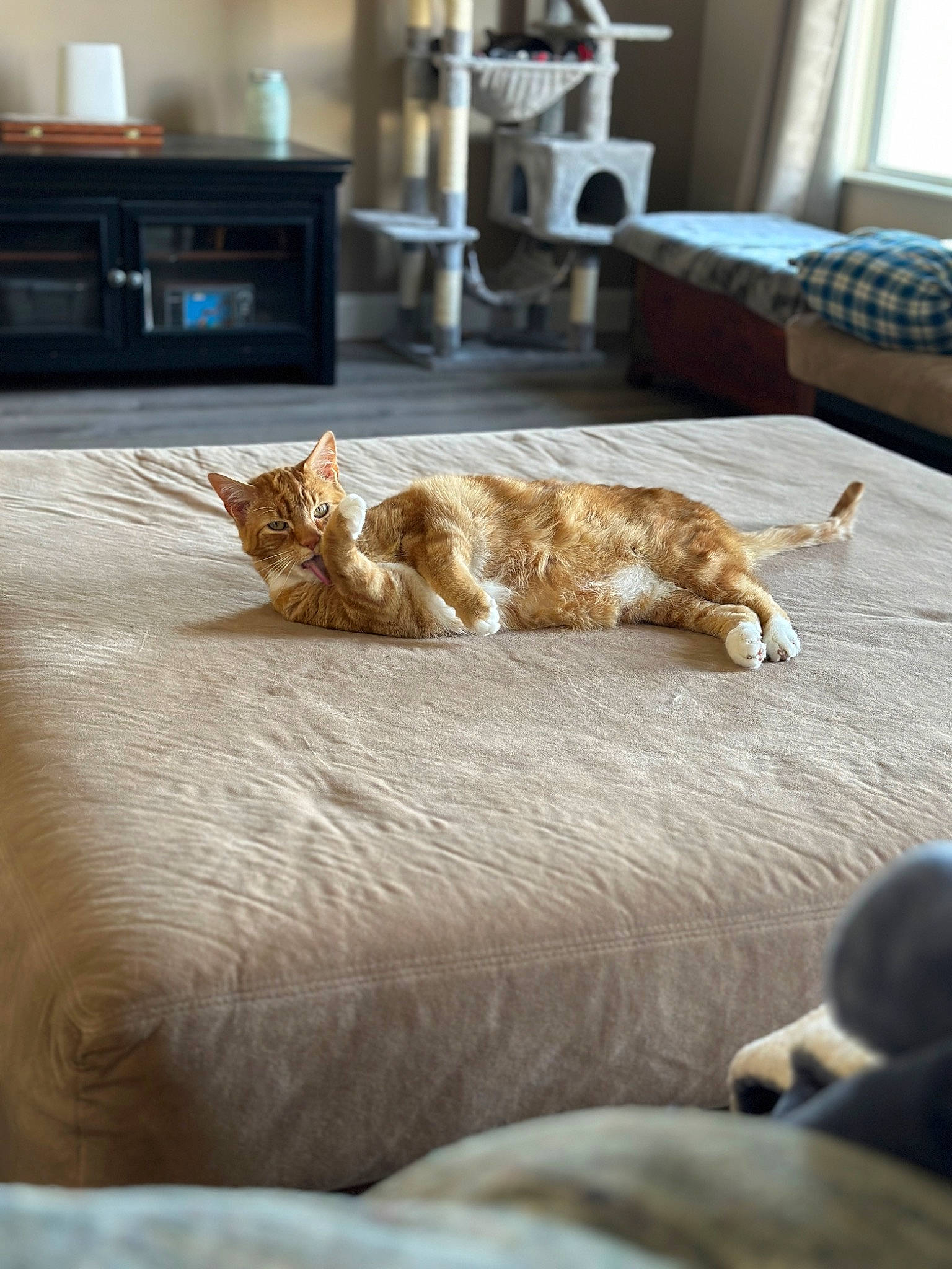 Loki is registered to the contest to win money with this photo: cabinetry, carnivore, cat, comfort, fawn, felidae, floor, flooring, hardwood, home_appliance, kitchen_appliance, living_room, mammal, microwave_oven, room, small_to_medium_sized_cats, tail, vertebrate, whiskers, wood