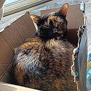 Faith is registered to the contest to win money with this photo: animal, cardboard_box, cat, close_up, cozy, curled_up, domestic, ears, feline, fur, indoor, looking, pet, relaxed, resting, sleepy, sunlight, tortoiseshell, whiskers, window