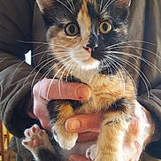 Mimie participe au concours pour gagner de l'argent avec cette photo : animal, calico, cat, close_up, curious, cute, domestic, feline, fur, hands, holding, indoor, kitten, paws, person, pet, portrait, warm, whiskers, young