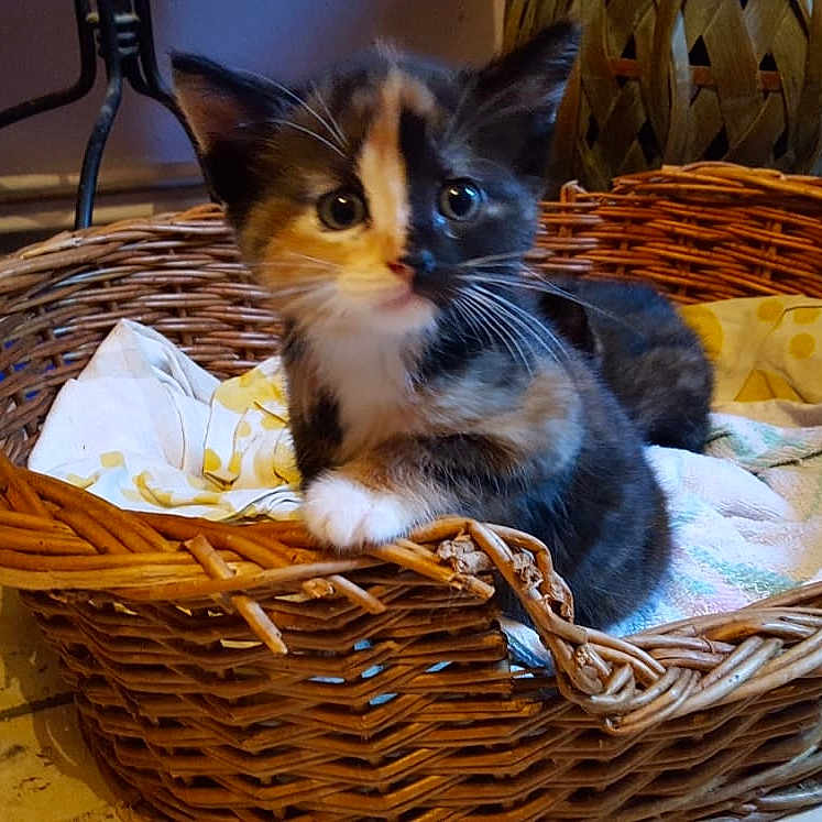 Mimie a rejoint le concours — aidez-le/la à gagner de superbes lots ! animal, basket, blanket, calico, cat, cozy, curious, cute, feline, floor, fur, home, indoor, kitten, paw, pet, resting, tile, whiskers, young