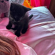 Luna joined the competition — help win amazing prizes! kitten, black_cat, bed, pink_bedspread, stuffed_animal, window, curtains, red_curtains, indoor, pet, feline, playful, young_animal, soft_toy, pink_shirt, human_hair, sunlight, cozy, domestic, resting