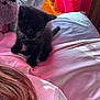 kitten, black_cat, bed, pink_bedspread, stuffed_animal, window, curtains, red_curtains, indoor, pet, feline, playful, young_animal, soft_toy, pink_shirt, human_hair, sunlight, cozy, domestic, resting