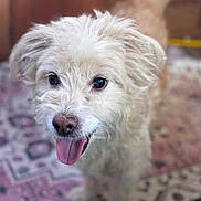 Gator is registered to the contest to win money with this photo: dog, tongue_out, fluffy, indoor, carpet, happy, pet, animal, cute, close_up, fur, small_dog, canine, domestic_animal, playful, friendly, looking_up, ears, nose, tail