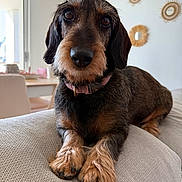 Ollie participe au concours pour gagner de l'argent avec cette photo : animal, black, brown, close_up, collar, couch, cute, dachshund, decor, dog, fur, furniture, home, indoor, paw, pet, portrait, relaxed, window, wire_haired