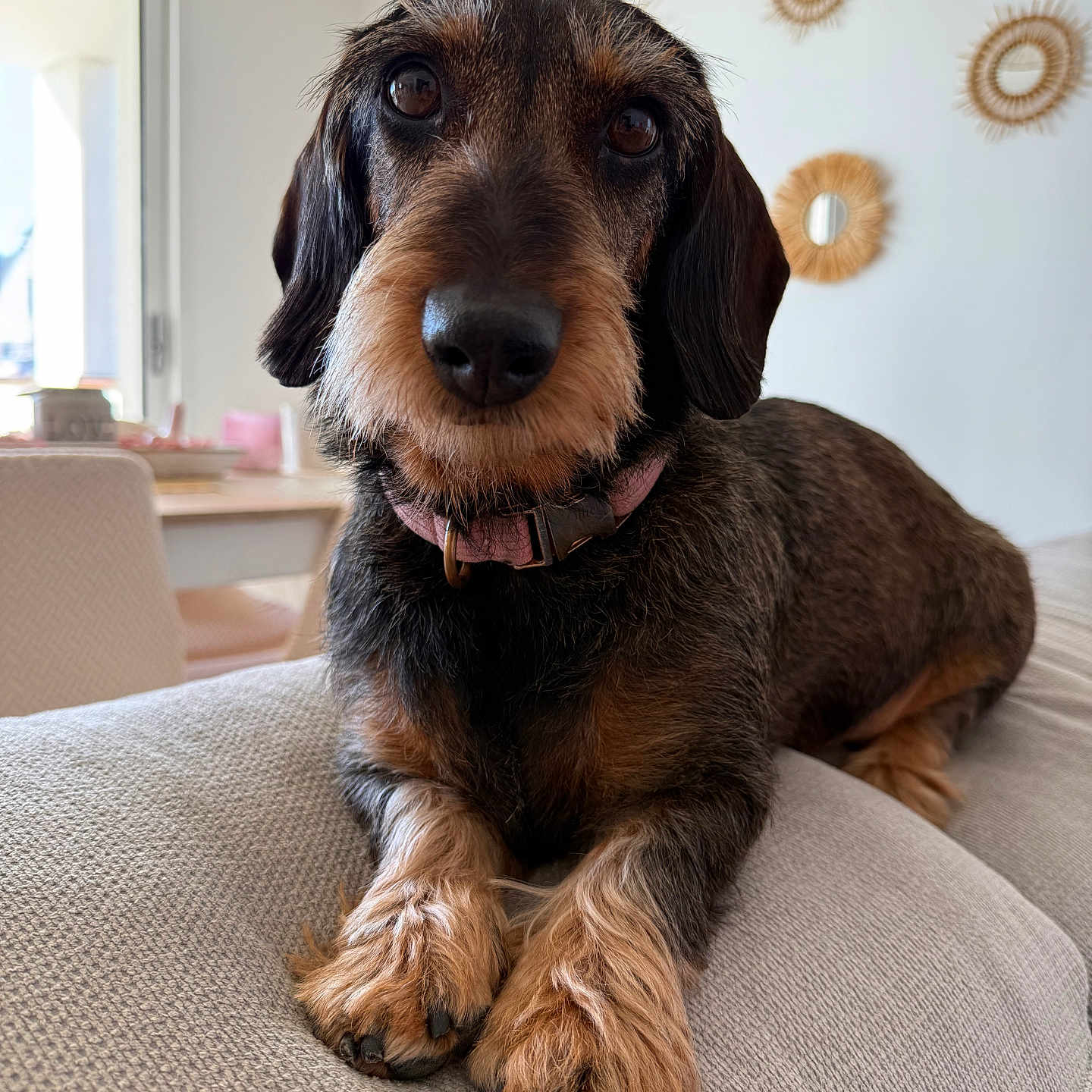 Ollie