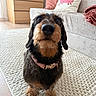 animal, black, brown, carpet, collar, cushion, cute, dachshund, dog, floor, furniture, indoor, living_room, looking_up, pet, pillow, small_dog, sofa, wire_haired, wooden_floor