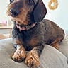 animal, collar, companion, couch, cozy, cute, dachshund, decor, dog, friendly, fur, head_tilt, indoor, living_room, paws, pet, portrait, relaxed, wall_art, wire_haired