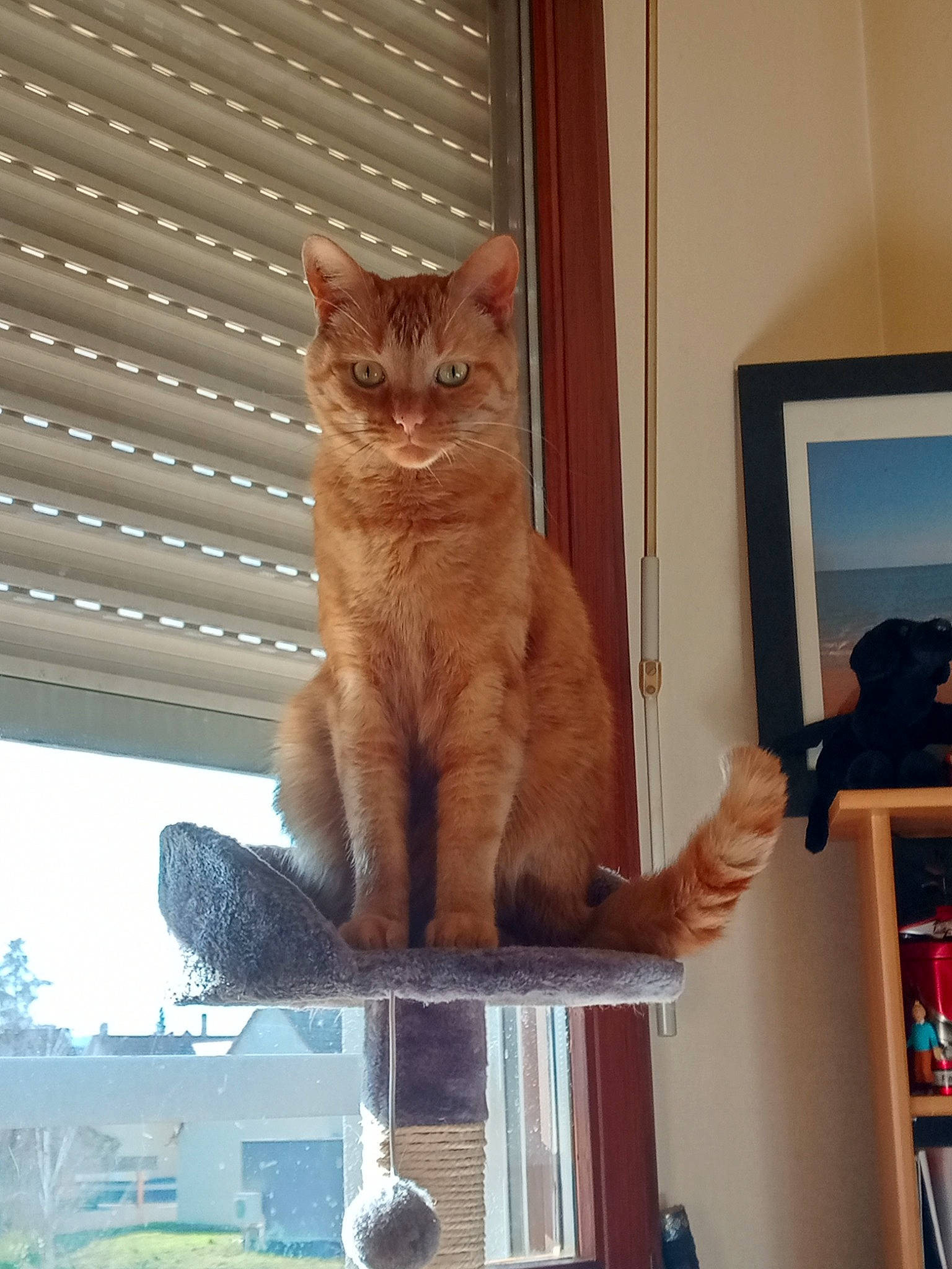 Gary participe au concours pour gagner de l'argent avec cette photo : bookcase, carnivore, cat, domestic_short_haired_cat, fawn, felidae, fur, hardwood, picture_frame, shelf, shelving, sky, small_to_medium_sized_cats, snout, tail, tints_and_shades, vertebrate, whiskers, window, wood