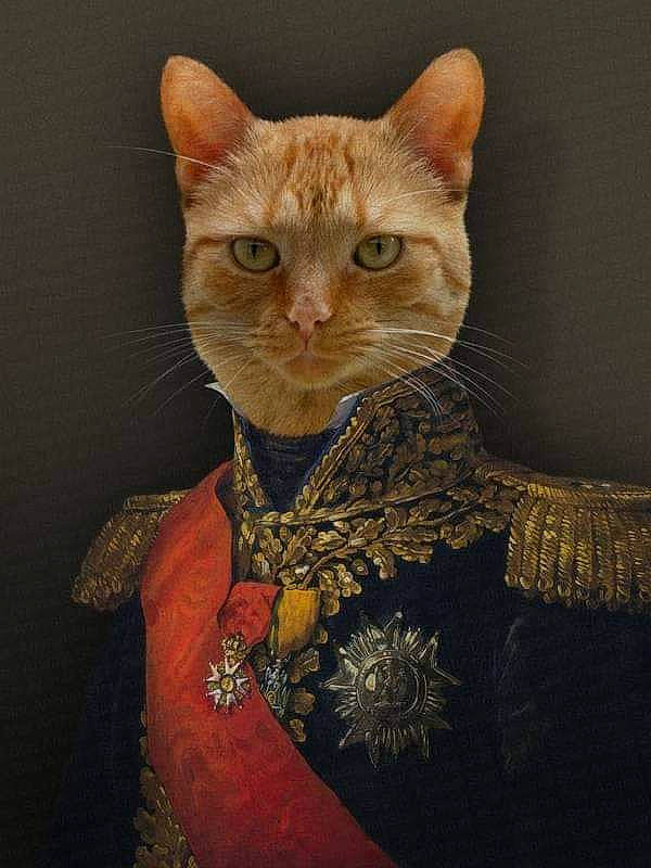 Gary participe au concours pour gagner de l'argent avec cette photo : art, carnivore, cat, creative_arts, domestic_short_haired_cat, embellishment, fawn, felidae, fur, iris, neck, pattern, sleeve, small_to_medium_sized_cats, snout, terrestrial_animal, visual_arts, whiskers, window