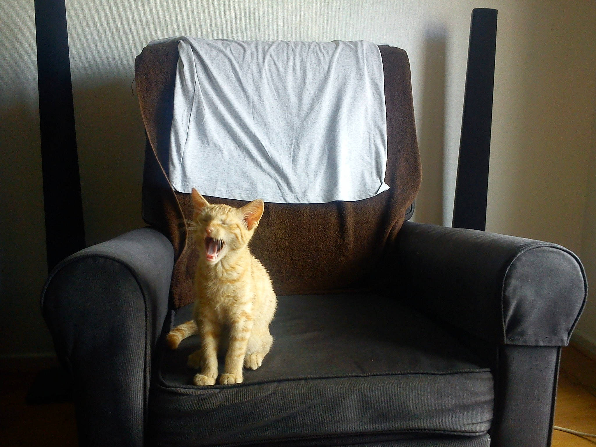 Gary a rejoint le concours — aidez-le/la à gagner de superbes lots ! carnivore, chair, club_chair, comfort, companion_dog, couch, dog_breed, fawn, felidae, furniture, interior_design, lamp, pet_supply, pillow, rectangle, small_to_medium_sized_cats, studio_couch, tail, whiskers, wood