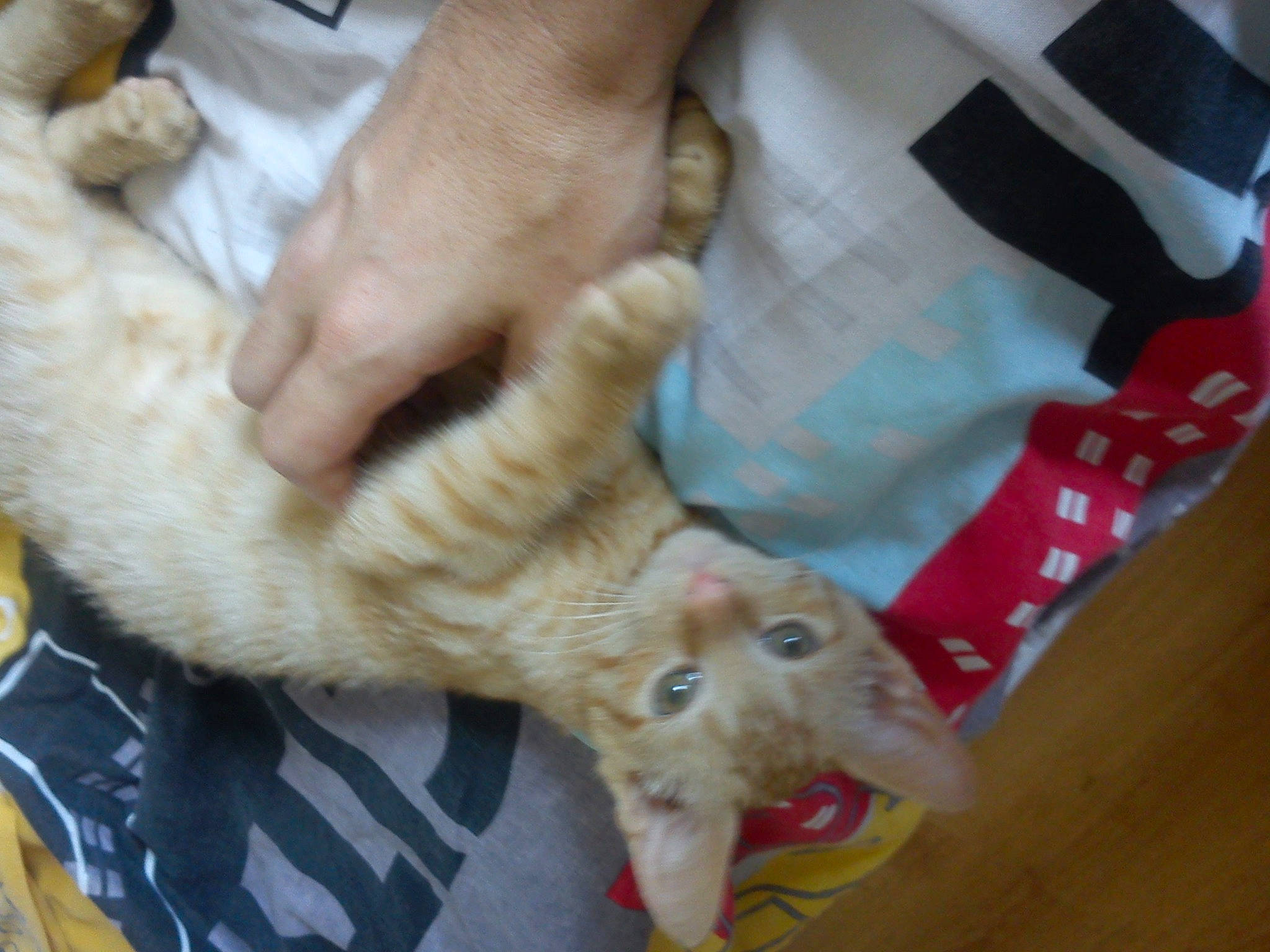 Gary a rejoint le concours — aidez-le/la à gagner de superbes lots ! canidae, carnivore, cat, claw, comfort, companion_dog, dog_breed, domestic_short_haired_cat, fawn, felidae, fur, gesture, hardwood, nail, paw, small_to_medium_sized_cats, snout, sporting_group, tail, whiskers