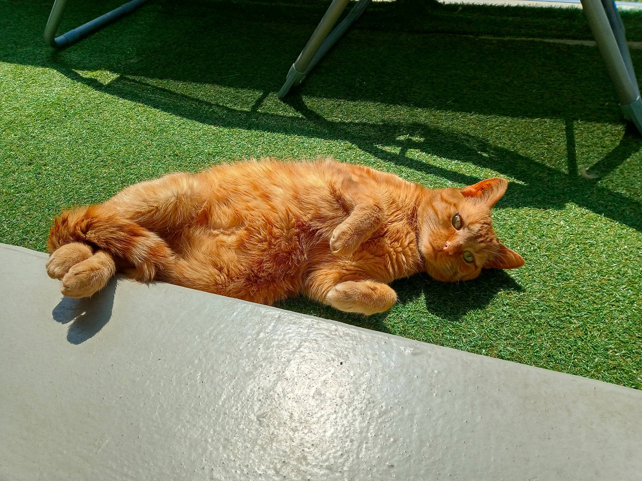 Gary participe au concours pour gagner de l'argent avec cette photo : carnivore, cat, claw, comfort, domestic_short_haired_cat, fawn, felidae, flooring, foot, fur, grass, human_leg, paw, road_surface, small_to_medium_sized_cats, snout, tail, whiskers, window, wood