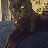 cat, black_cat, fluffy, long_hair, feline, pet, animal, portrait, close_up, golden_eyes, whiskers, bell_collar, collar, sitting, lounging, blue_couch, indoor, living_room, houseplants, wall_art