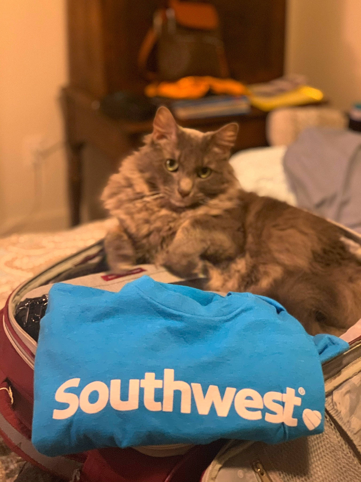 Cal is registered to the contest to win money with this photo: bag, baggage, carnivore, cat, felidae, fur, pet_supply, russian_blue, small_to_medium_sized_cats, vertebrate, whiskers