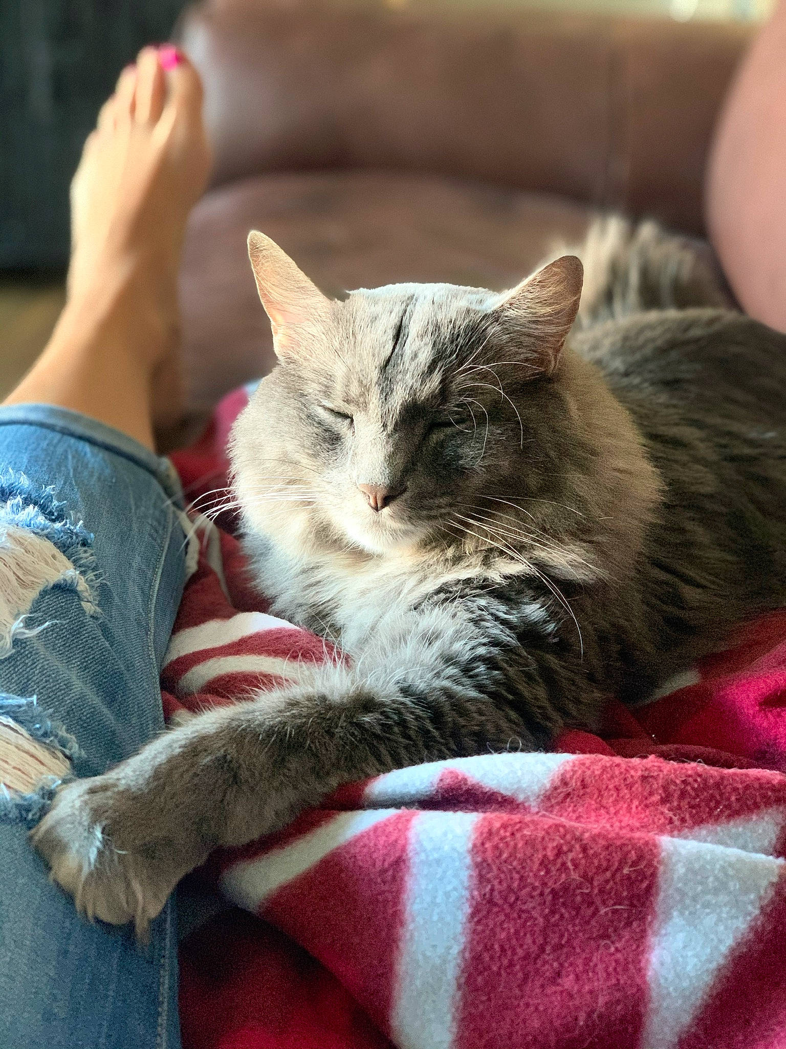 Cal joined the competition — help win amazing prizes! barefoot, carnivore, cat, comfort, domestic_short_haired_cat, felidae, foot, fur, human, linens, nail, nap, plaid, skin, small_to_medium_sized_cats, snout, tabby_cat, toe, vertebrate, whiskers