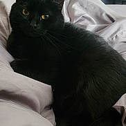 Anakin is registered to the contest to win money with this photo: black_cat, cat, pet, bed, blanket, indoor, furniture, window, curtains, storage_bins, drawer, relaxing, animal, fur, whiskers, looking_at_camera, cozy, domestic_animal, resting, home