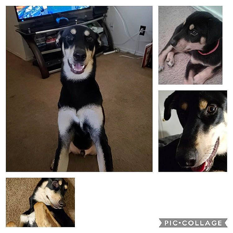 Neko joined the competition — help win amazing prizes! border_collie, canidae, carnivore, dog, dog_breed, mammal, photo_caption, siberian_husky, sporting_group, vertebrate, working_dog