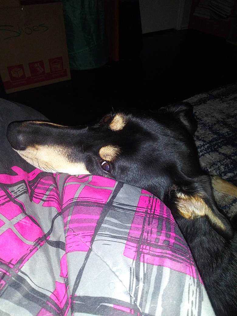 Neko is registered to the contest to win money with this photo: beauceron, canidae, carnivore, dobermann, dog, dog_breed, guard_dog, manchester_terrier, miniature_pinscher, toy_manchester_terrier