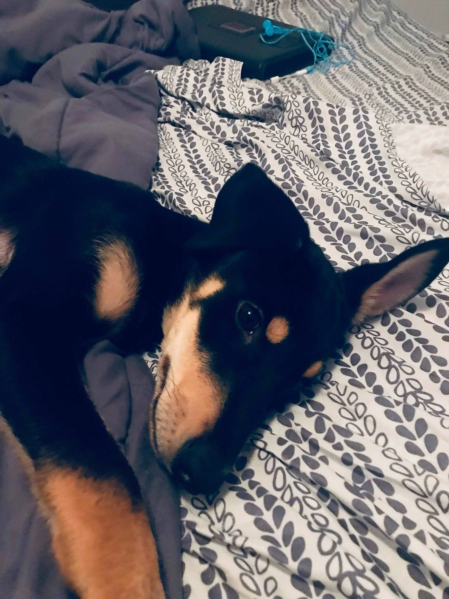 Neko is registered to the contest to win money with this photo: australian_kelpie, canidae, carnivore, dobermann, dog, dog_breed, ear, german_pinscher, guard_dog, miniature_pinscher, nap, pinscher, prazsky_krysarik, puppy, sky, tail, toy_dog