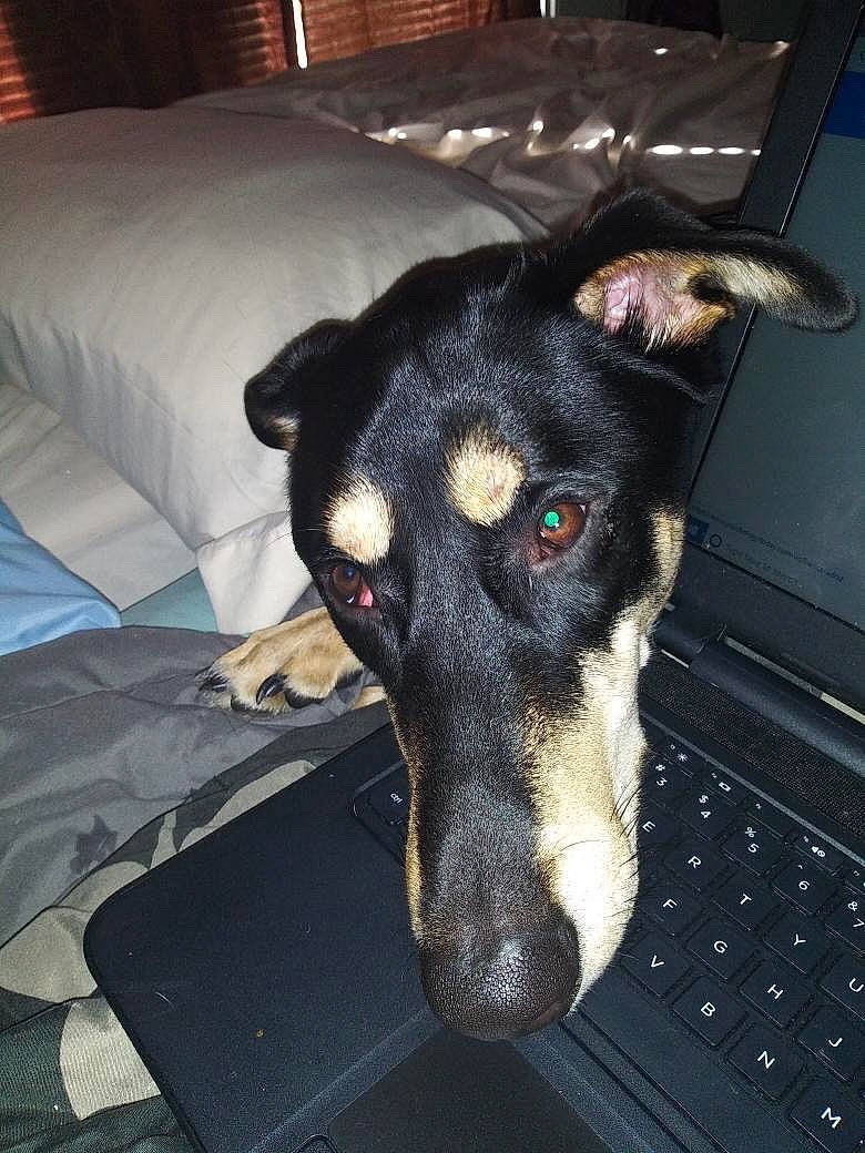 Neko is registered to the contest to win money with this photo: australian_kelpie, beauceron, canidae, carnivore, dog, dog_breed, ear, eye, feist, formosan_mountain_dog, greyhound, head, jaw, lurcher, mammal, nose, potcake_dog, snout, street_dog, whiskers