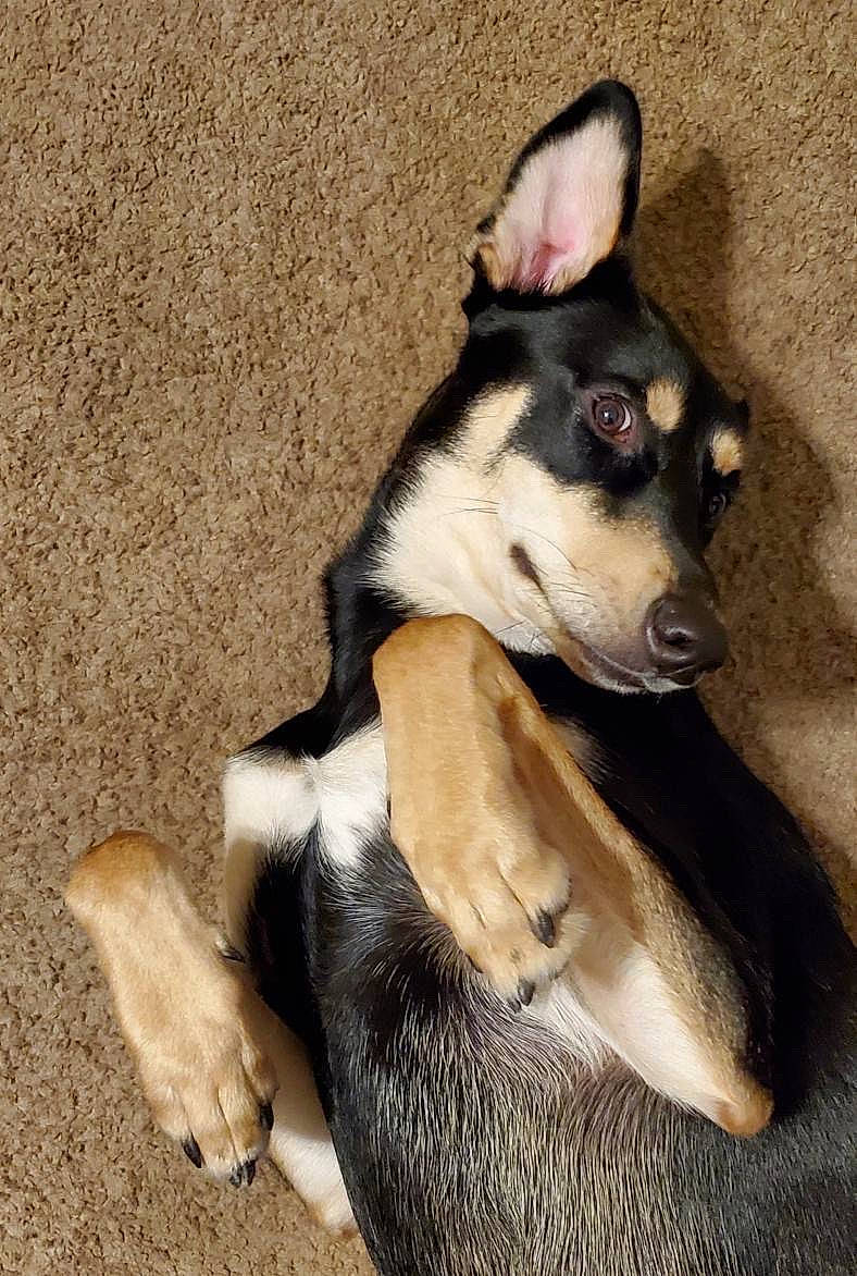 Neko joined the competition — help win amazing prizes! australian_kelpie, canidae, carnivore, corgi_chihuahua, dog, dog_breed, ear, english_toy_terrier, fawn, feist, mammal, miniature_fox_terrier, paw, rat_terrier, siberian_husky, snout, tail, teddy_roosevelt_terrier, toy_fox_terrier, vertebrate