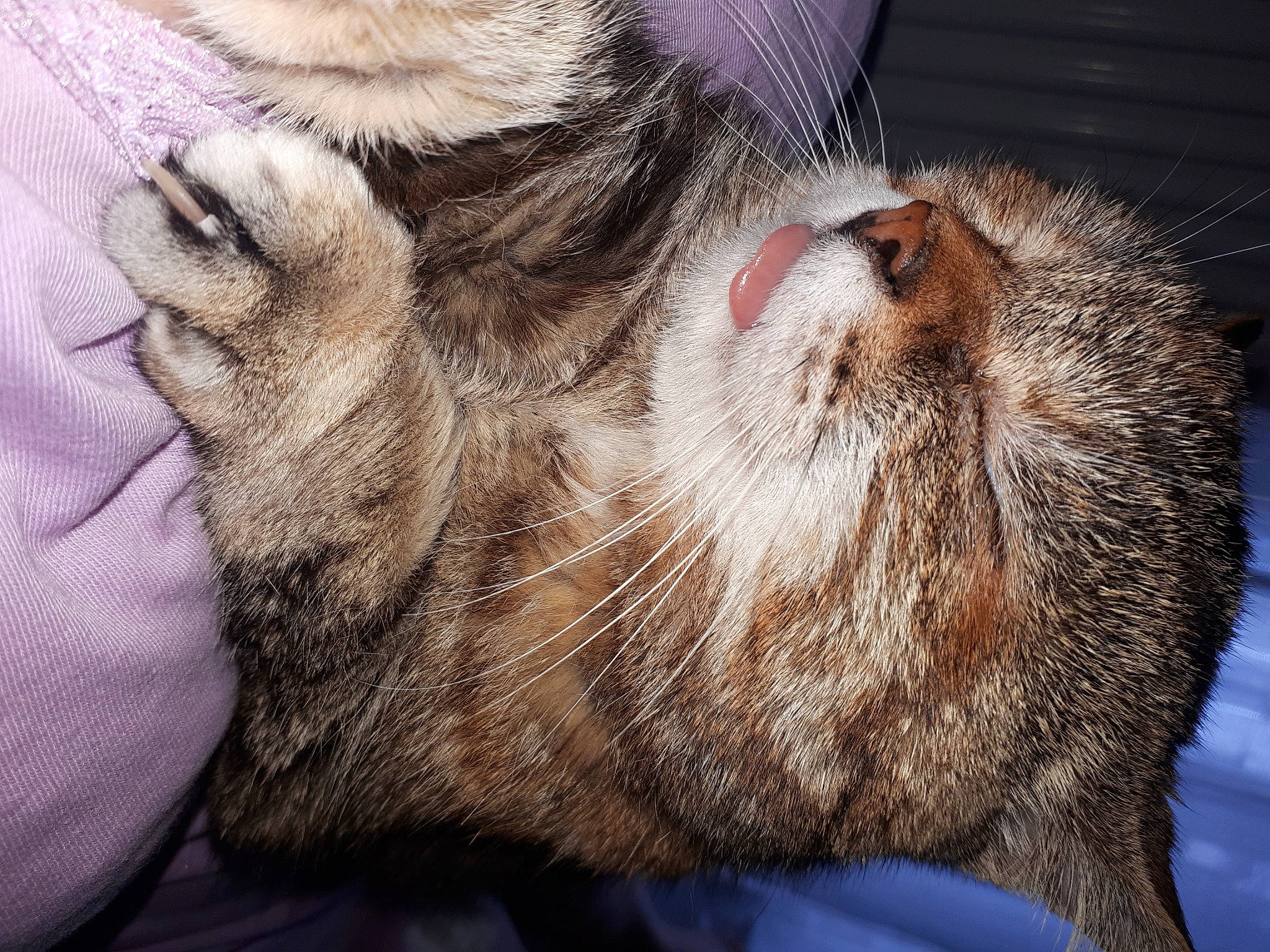 Laly participe au concours pour gagner de l'argent avec cette photo : animal_shelter, carnivore, cat, claw, comfort, domestic_short_haired_cat, fawn, felidae, fur, mouse, nap, paw, rodent, sleep, small_to_medium_sized_cats, snout, tail, terrestrial_animal, whiskers, wildlife