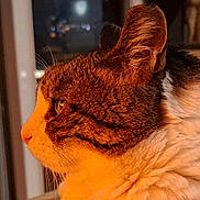 Pitchoune participe au concours pour gagner de l'argent avec cette photo : cat, profile, close_up, fur, whiskers, ears, indoor, window, night, reflection, orange_light, domestic_cat, pet, animal, mammal, looking_out, side_view, soft_light, quiet, contemplative