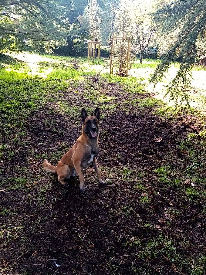 Kayzer participe au concours pour gagner de l'argent avec cette photo : australian_cattle_dog, carnivore, companion_dog, dog, dog_breed, east_european_shepherd, fawn, forest, german_shepherd_dog, grass, herding_dog, king_shepherd, landscape, plant, snout, soil, tail, tree, wood, woodland