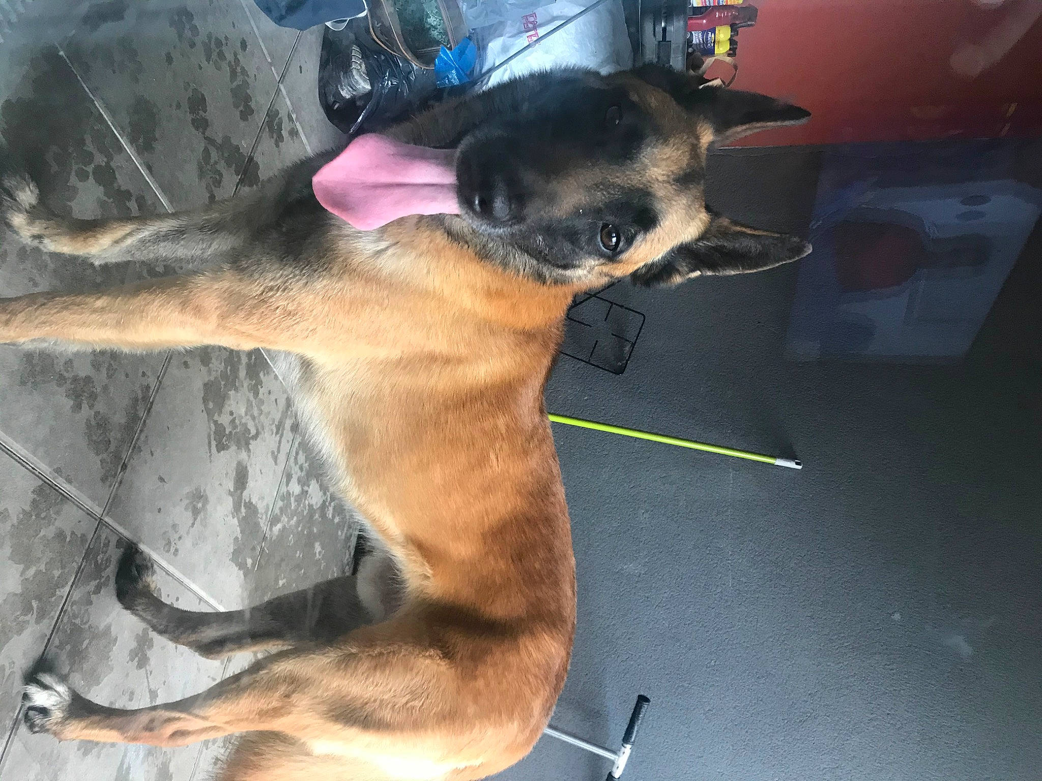 Kayzer a rejoint le concours — aidez-le/la à gagner de superbes lots ! canidae, carnivore, claw, collar, comfort, companion_dog, dog, dog_breed, fawn, foot, fur, human_leg, paw, sporting_group, tail, toy_dog, windshield, working_animal, working_dog