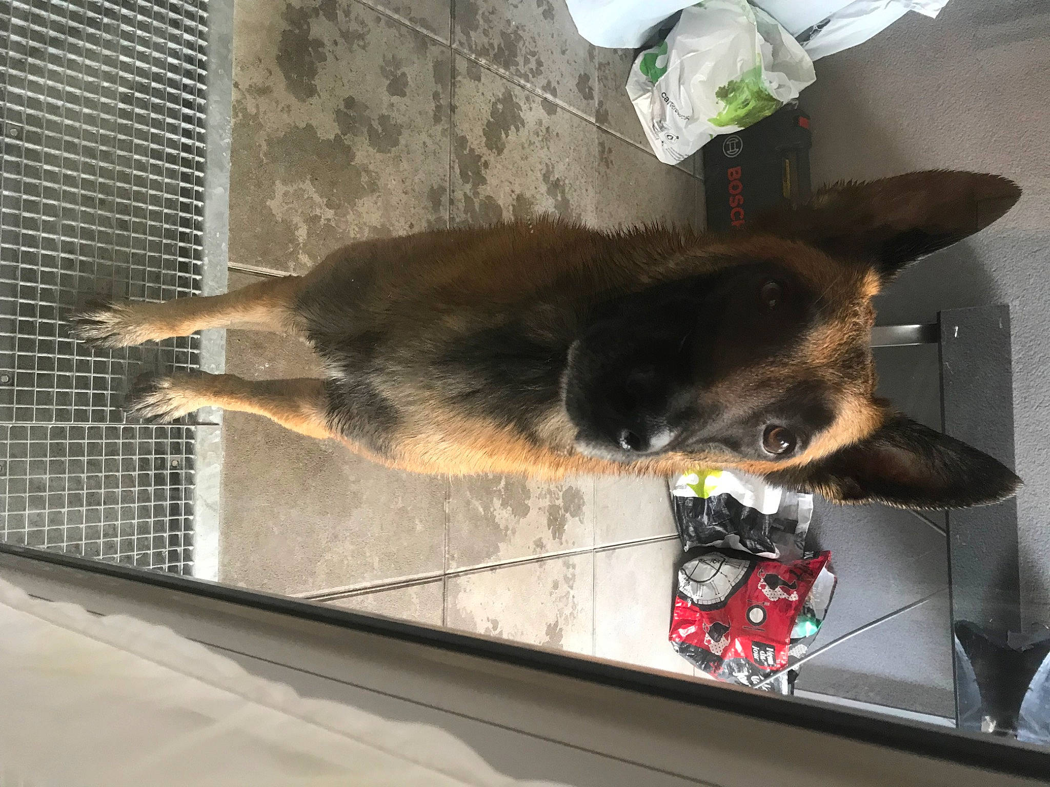 Kayzer participe au concours pour gagner de l'argent avec cette photo : canidae, carnivore, companion_dog, dog_breed, fawn, felidae, flooring, foot, fur, mesh, pet_supply, room, small_to_medium_sized_cats, snout, sporting_group, tail, tints_and_shades, whiskers, window, windshield