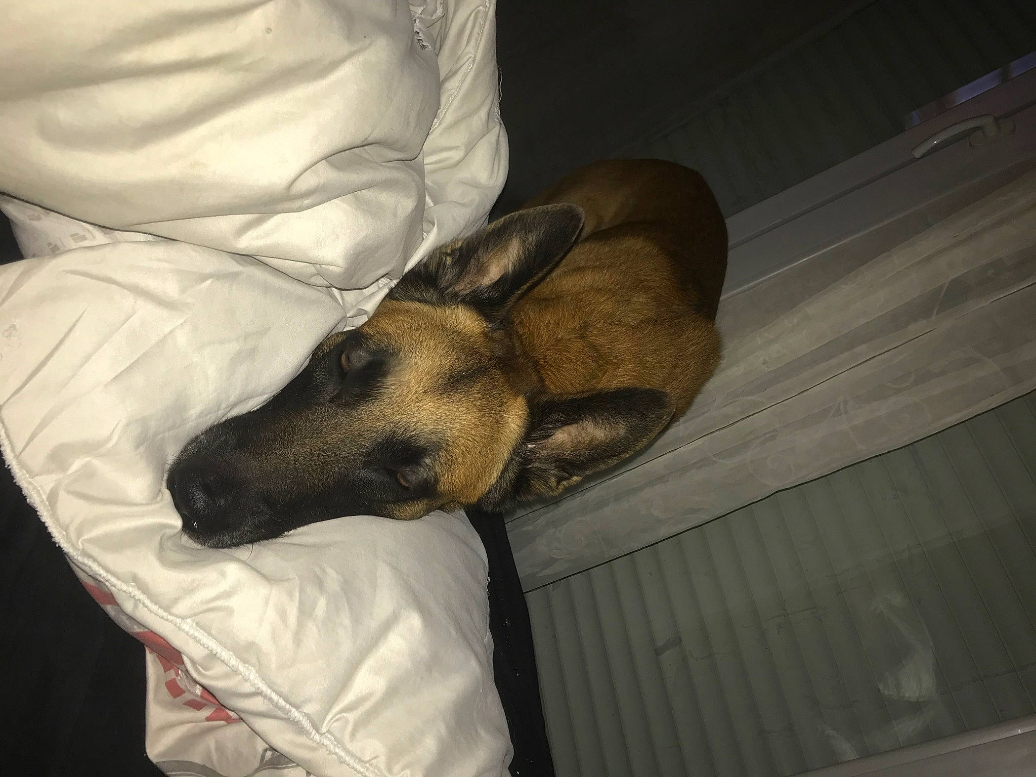 Kayzer a rejoint le concours — aidez-le/la à gagner de superbes lots ! canidae, carnivore, comfort, companion_dog, dog, dog_breed, ear, fawn, fur, guard_dog, human_leg, linens, non_sporting_group, paw, puppy, room, tints_and_shades, toy_dog, whiskers, working_animal