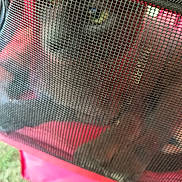 Sully participe au concours pour gagner de l'argent avec cette photo : dog, black_dog, mesh, carrier, pet, animal, eyes, face, outdoor, grass, red, texture, close_up, curious, portrait, cage, pet_carrier, snout, canine, looking