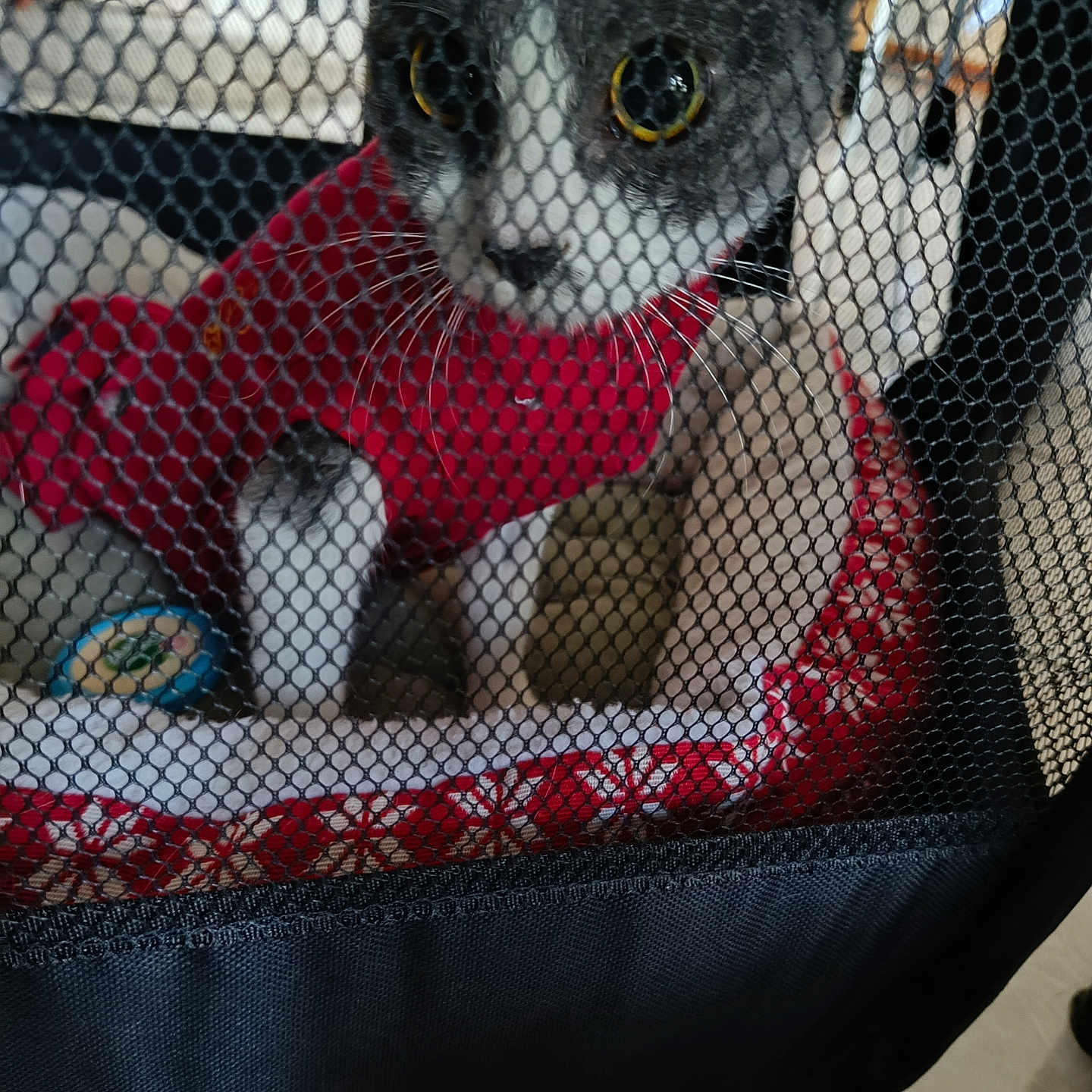 Touppy participe au concours pour gagner de l'argent avec cette photo : animal, blanket, cat, closeup, cozy, curious, cute, cute_pet, domestic, enclosure, eyes, feline, floor, indoor, mesh, patterned, pet, red_sweater, tile, whiskers