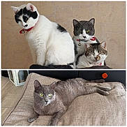 Touppy a rejoint le concours — aidez-le/la à gagner de superbes lots ! cat, indoor, pet, animal, feline, collar, resting, gray_cat, white_cat, tabby_cat, couch, cushion, fur, cute, eyes, relaxed, portrait, multiple_cats, domestic, closeup